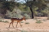Black-Faced Impala (Aepyceros Melampus Petersi)