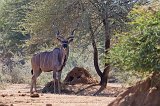 Greater Kudu (Tragelaphus strepsiceros), Erindi Private Game Reserve, Namibia