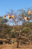 Weaver Nests on a Tree, Erindi Private Game Reserve, Namibia