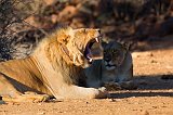Cape Lions (Panthera Leo Melanochaita), Erindi Private Game Reserve, Namibia