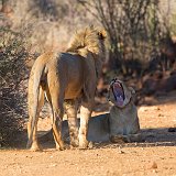 Lion and Lioness, Erindi Private Game Reserve, Namibia