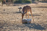 Impala (Aepyceros Melampus) Licking Salt