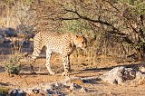 Southeast African Cheetah (Acinonyx Jubatus Jubatus)