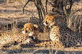 Two Southeast African Cheetahs, Erindi Private Game Reserve, Namibia