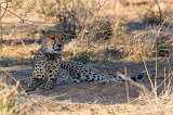Southeast African Cheetah, Erindi Private Game Reserve, Namibia