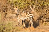 Young Hartmann's Mountain Zebras (Equus zebra hartmannae)
