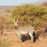 Hartmann's Mountain Zebra, Erindi Private Game Reserve, Namibia