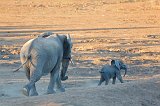 African Bush Elephant (Loxodonta Africana) and Baby