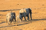 African Bush Elephants, Erindi Private Game Reserve, Namibia