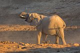 African Bush Elephant Drinking, Erindi Private Game Reserve, Namibia