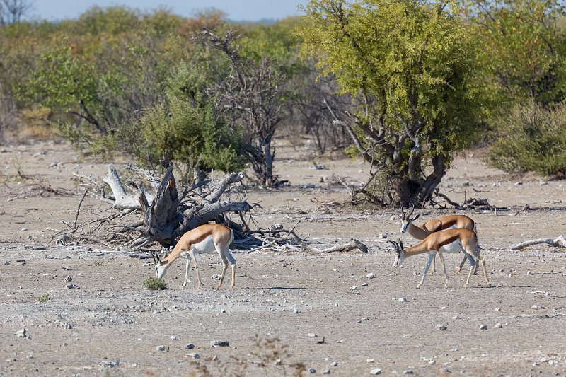 Springboks (Antidorcas Marsupialis), Etosha National Park, Namibia | Etosha National Park - Namibia (Part I) (IMG_4251.jpg)
