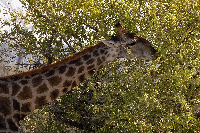 Close-Up on South African Giraffe, Etosha National Park, Namibia | Etosha National Park - Namibia (Part I) (IMG_4259.jpg)