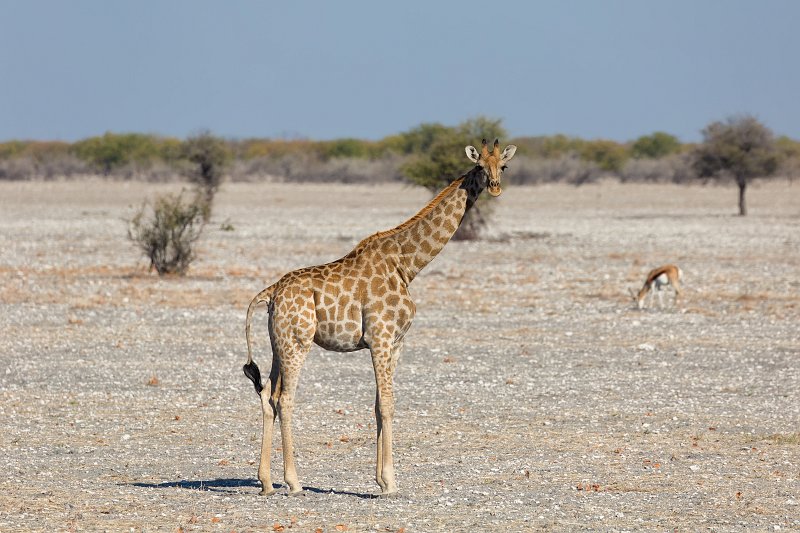 South African Giraffe Calf, Etosha National Park, Namibia | Etosha National Park - Namibia (Part I) (IMG_4277.jpg)