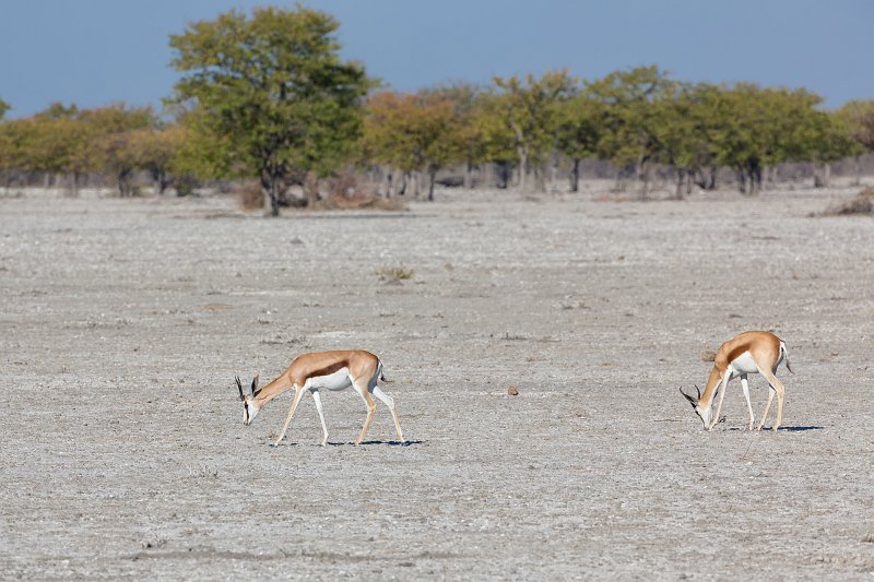 Springboks (Antidorcas Marsupialis), Etosha National Park, Namibia | Etosha National Park - Namibia (Part I) (IMG_4296.jpg)