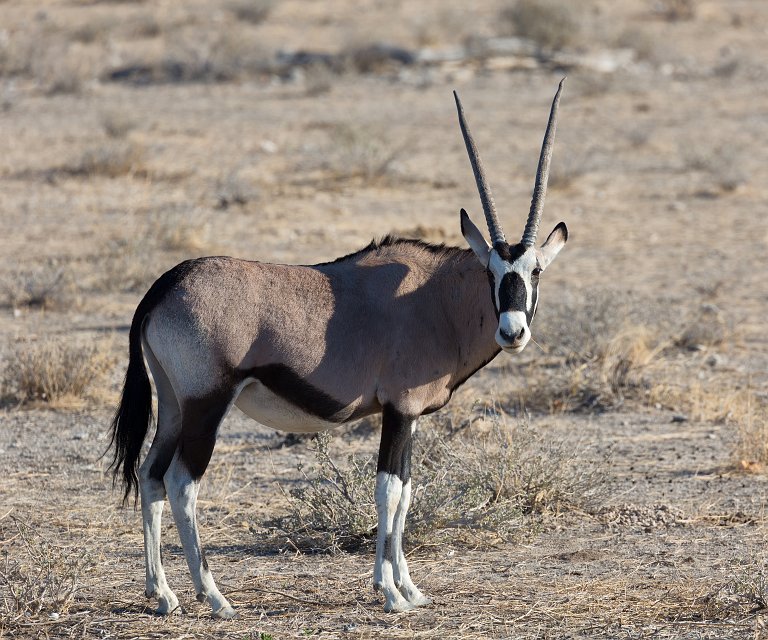 South African Oryx (Oryx Gazella), Etosha National Park, Namibia | Etosha National Park - Namibia (Part I) (IMG_4321.jpg)