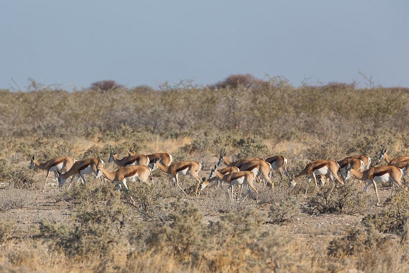 Herd of Springboks (Antidorcas Marsupialis), Etosha National Park, Namibia | Etosha National Park - Namibia (Part I) (IMG_4394.jpg)