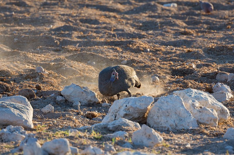 Helmeted Guineafowl (Numida Meleagris), Etosha National Park, Namibia | Etosha National Park - Namibia (Part I) (IMG_4427.jpg)