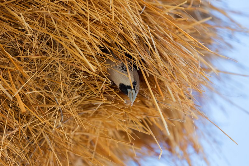 Sociable Weaver (Philetairus Socius) in its Nest, Etosha National Park, Namibia | Etosha National Park - Namibia (Part I) (IMG_4438.jpg)