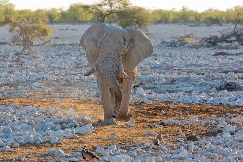 African Bush Elephant (Loxodonta Africana), Etosha National Park, Namibia | Etosha National Park - Namibia (Part I) (IMG_4462.jpg)