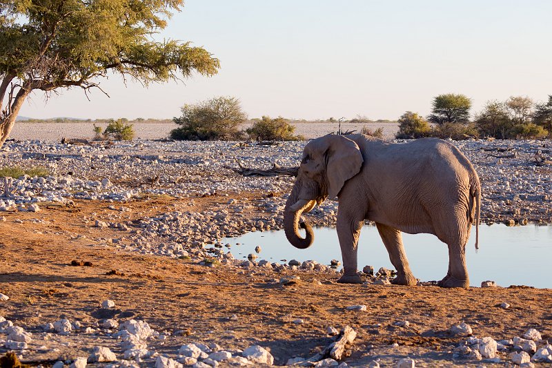 African Bush Elephant, Okaukuejo Waterhole, Etosha National Park, Namibia | Etosha National Park - Namibia (Part I) (IMG_4478.jpg)
