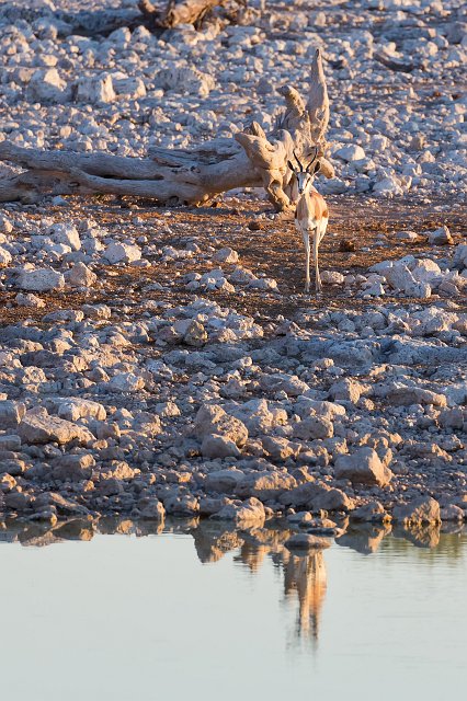 Springbok (Antidorcas Marsupialis), Okaukuejo Waterhole, Etosha National Park | Etosha National Park - Namibia (Part I) (IMG_4506.jpg)