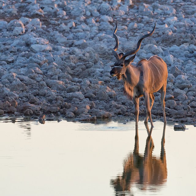 Greater Kudu (Tragelaphus Strepsiceros), Okaukuejo Waterhole, Etosha National Park | Etosha National Park - Namibia (Part I) (IMG_4509.jpg)