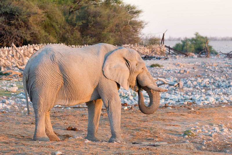 African Bush Elephant Drinking, Okaukuejo Waterhole, Etosha National Park | Etosha National Park - Namibia (Part I) (IMG_4515.jpg)