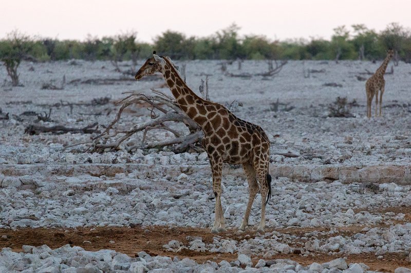 South African Giraffe (Giraffa Camelopardalis Giraffa), Etosha National Park, Namibia | Etosha National Park - Namibia (Part I) (IMG_4545.jpg)