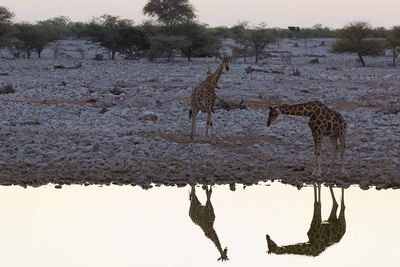 South African Giraffes and their Reflections, Okaukuejo Waterhole, Etosha National Park | Etosha National Park - Namibia (Part I) (IMG_4559.jpg)