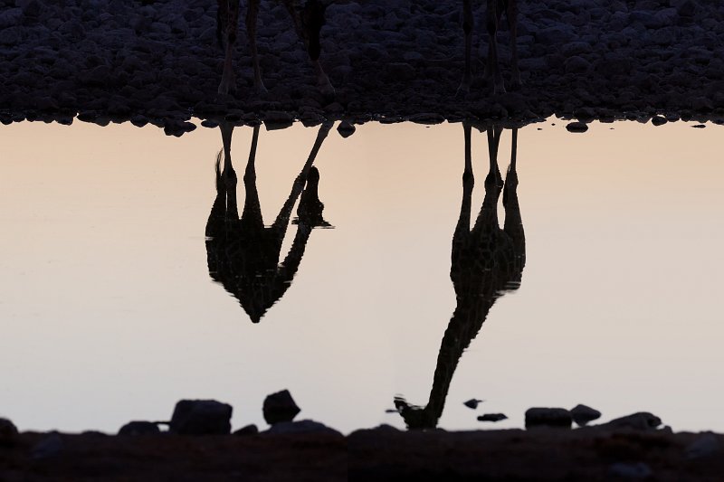 Reflection of South African Giraffes, Okaukuejo Waterhole, Etosha National Park, Namibia | Etosha National Park - Namibia (Part I) (IMG_4564_2.jpg)