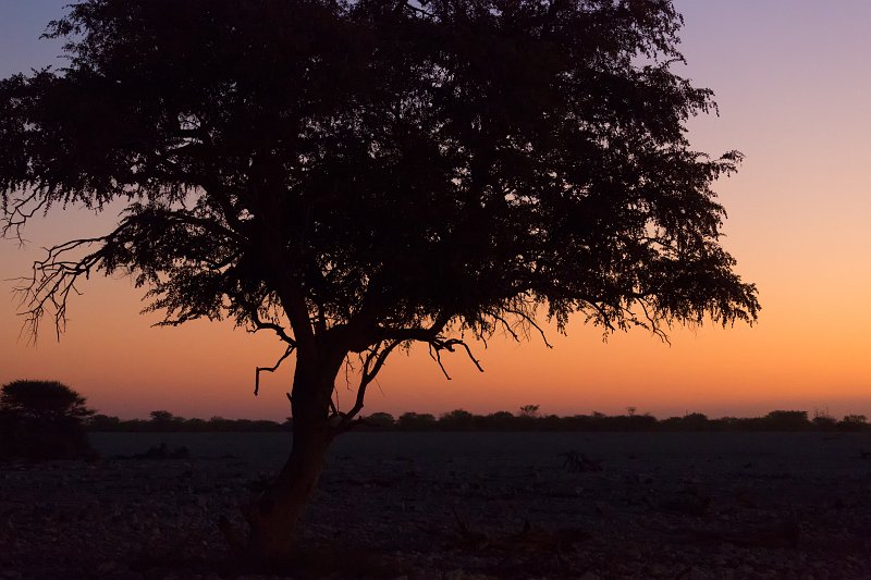 Silhouette of a Tree at Sunset, Etosha National Park, Namibia | Etosha National Park - Namibia (Part I) (IMG_4607.jpg)