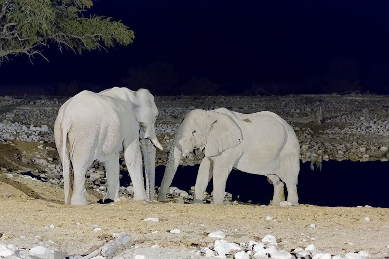 African Bush Elephants Drinking in the Night, Okaukuejo Waterhole, Etosha National Park | Etosha National Park - Namibia (Part I) (IMG_4625.jpg)