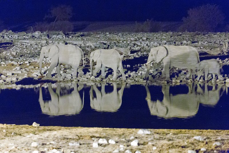 Night Gathering of African Bush Elephants, Okaukuejo Waterhole, Etosha National Park | Etosha National Park - Namibia (Part I) (IMG_4649.jpg)