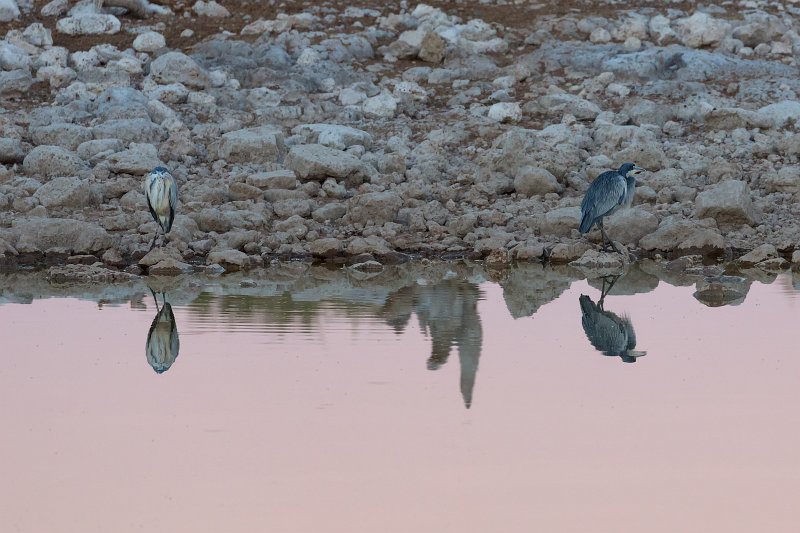 Black-Headed Herons (Ardea Melanocephala),  Okaukuejo Waterhole, Etosha National Park | Etosha National Park - Namibia (Part I) (IMG_4683.jpg)