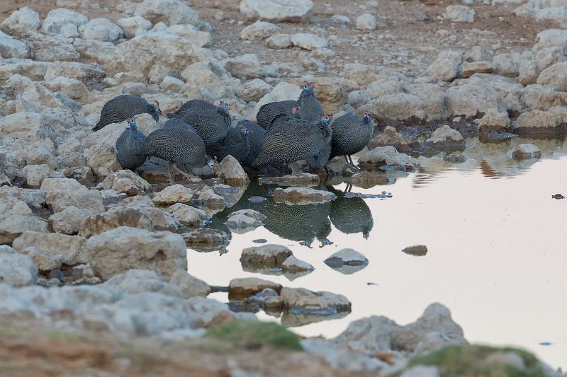 Helmeted Guineafowls (Numida Meleagris),  Okaukuejo Waterhole, Etosha National Park | Etosha National Park - Namibia (Part I) (IMG_4699.jpg)