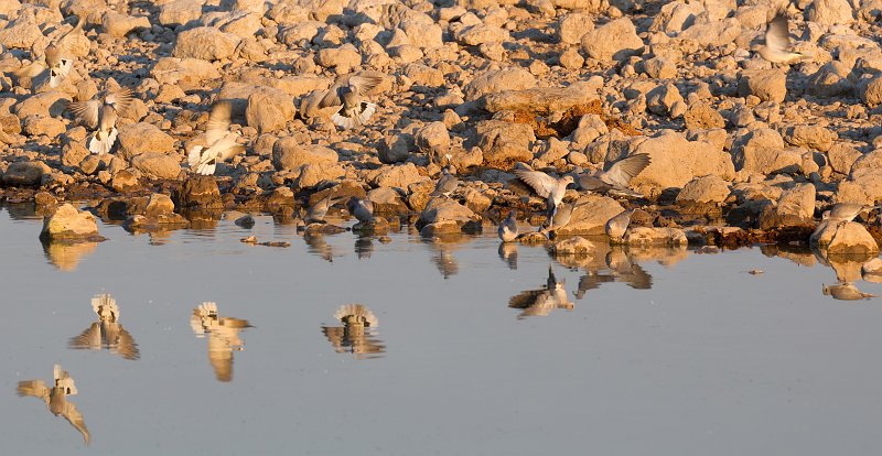 African Collared Doves (Streptopelia Roseogrisea) and their Reflections, Etosha National Park | Etosha National Park - Namibia (Part I) (IMG_4710_2.jpg)