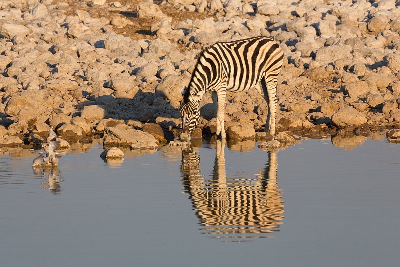 Burchell's Zebra (Equus Quagga Burchellii), Etosha National Park, Namibia | Etosha National Park - Namibia (Part I) (IMG_4748.jpg)