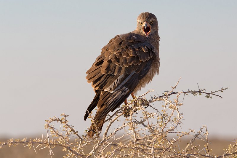 Brown Snake Eagle (Circaetus Cinereus), Etosha National Park, Namibia | Etosha National Park - Namibia (Part I) (IMG_4818.jpg)