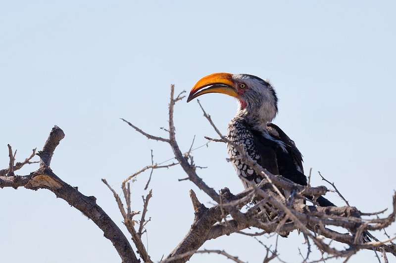 Southern Yellow-Billed Hornbill (Tockus Leucomelas), Etosha National Park | Etosha National Park - Namibia (Part I) (IMG_5337.jpg)
