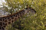 Close-Up on South African Giraffe, Etosha National Park, Namibia