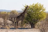 South African Giraffe (Giraffa Camelopardalis Giraffa), Etosha National Park, Namibia