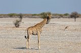 South African Giraffe Calf, Etosha National Park, Namibia