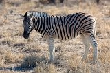 Burchell's Zebra (Equus Quagga Burchellii), Etosha National Park, Namibia