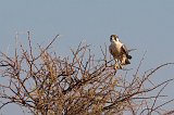 Lanner Falcon (Falco Biarmicus), Etosha National Park, Namibia