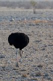 Ostrich (Struthio Camelus), Etosha National Park, Namibia