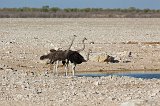 Three Ostriches (Struthio Camelus), Etosha National Park, Namibia