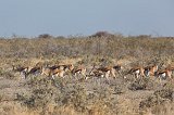 Herd of Springboks (Antidorcas Marsupialis), Etosha National Park, Namibia