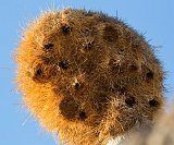 Close-Up on Sociable Weavers' Nest, Etosha National Park, Namibia