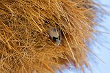 Sociable Weaver (Philetairus Socius) in its Nest, Etosha National Park, Namibia