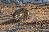 Black-Backed Jackal (Canis Mesomelas), Etosha National Park, Namibia